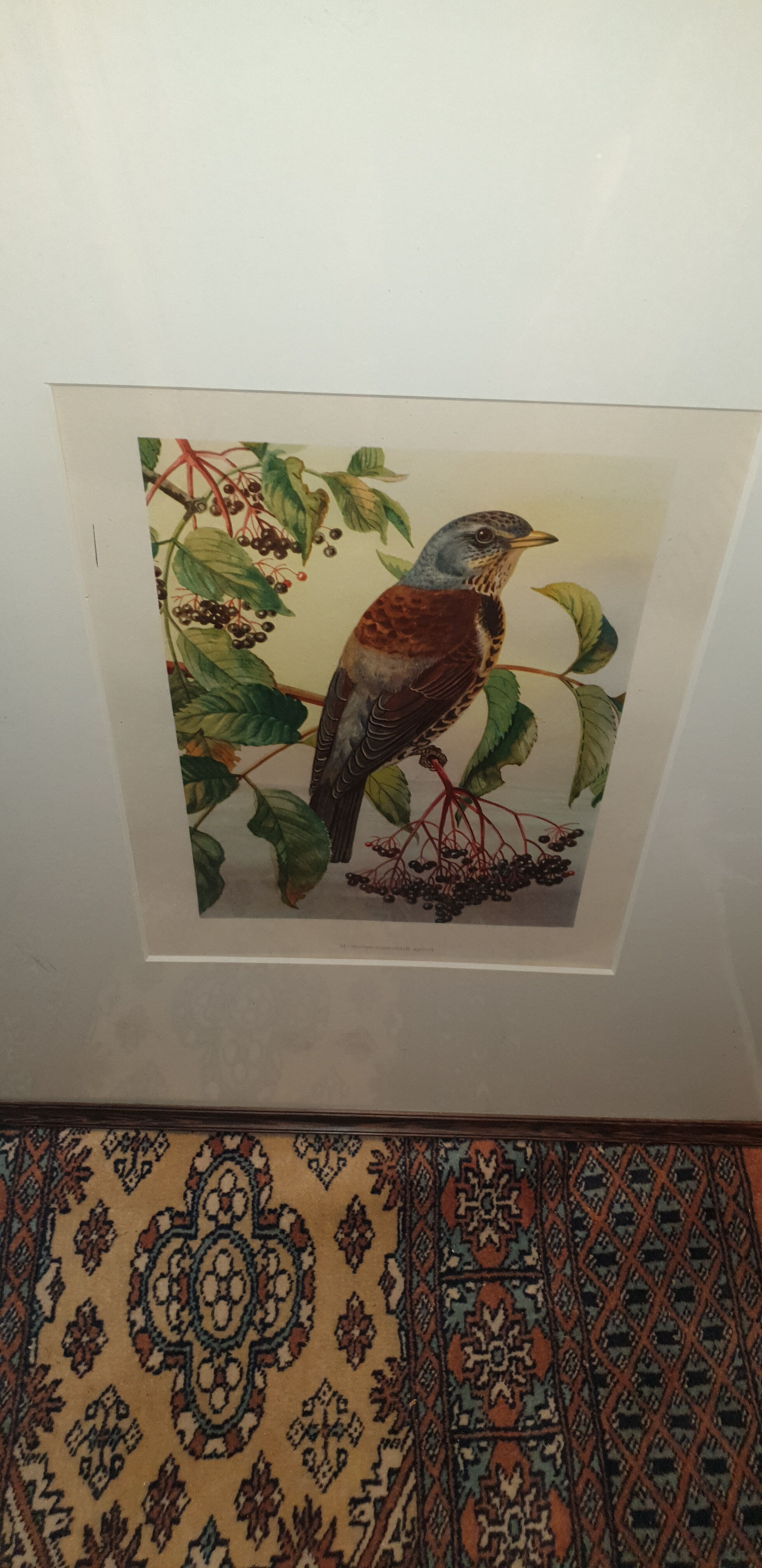 Ornithological engraving