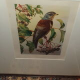 Ornithological engraving
