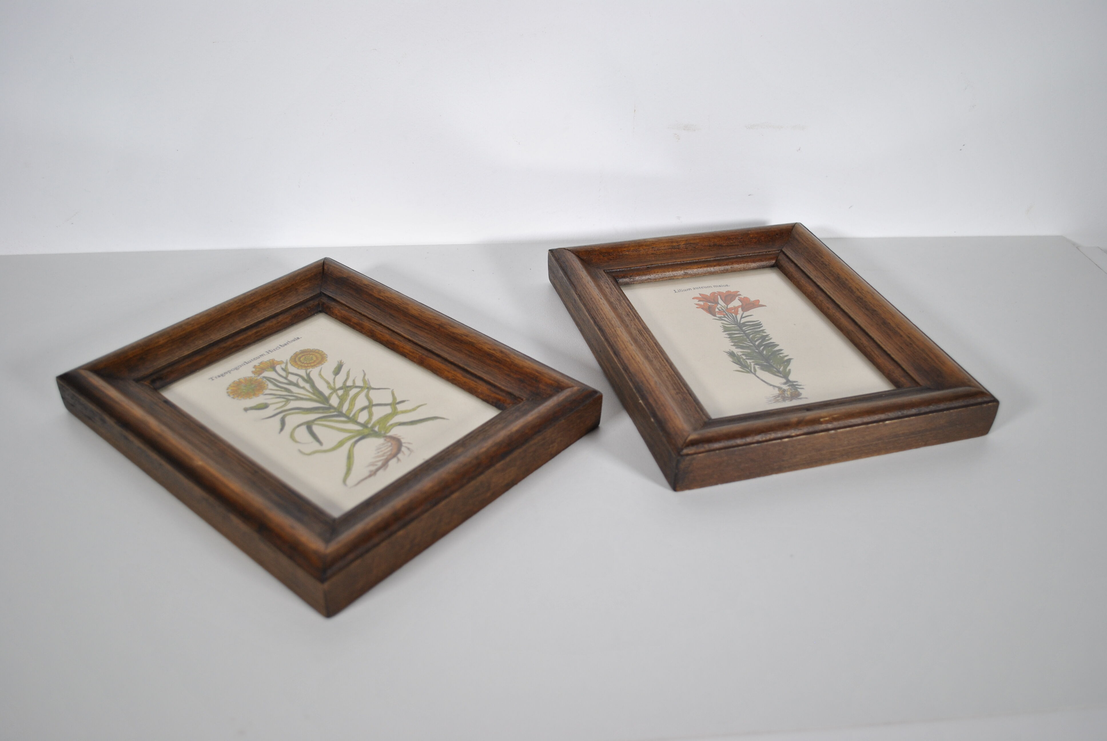 Botanical illustration tables 1960