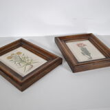 Botanical illustration tables 1960