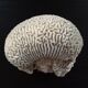 White coral