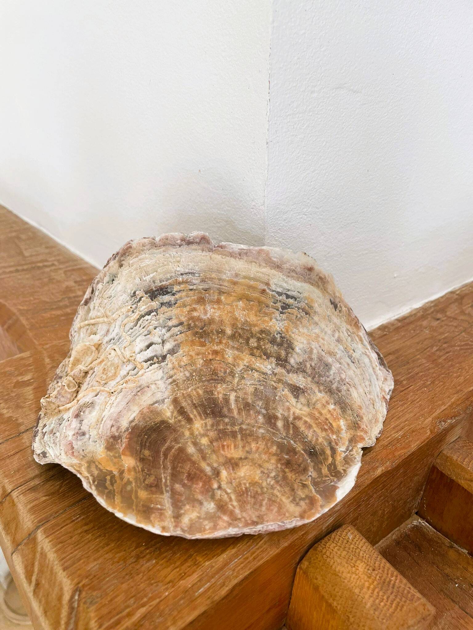 Large seashell: Placuna