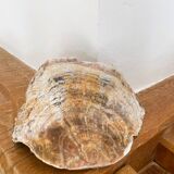 Large seashell: Placuna