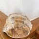 Large seashell: Placuna
