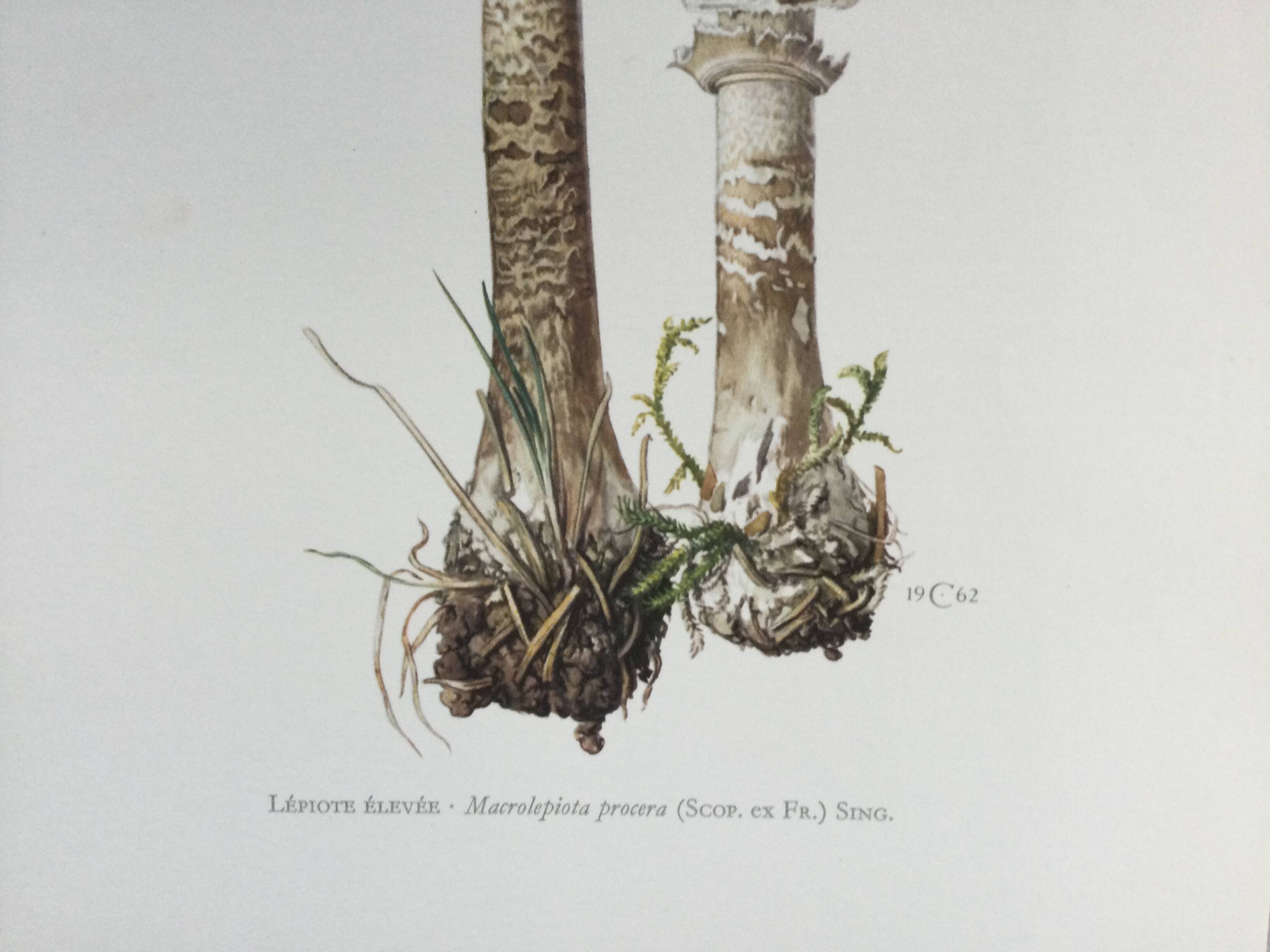 Botanical illustration "mushrooms", 1960s