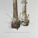 Botanical illustration "mushrooms", 1960s