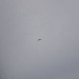 Four Scandinavian chairs