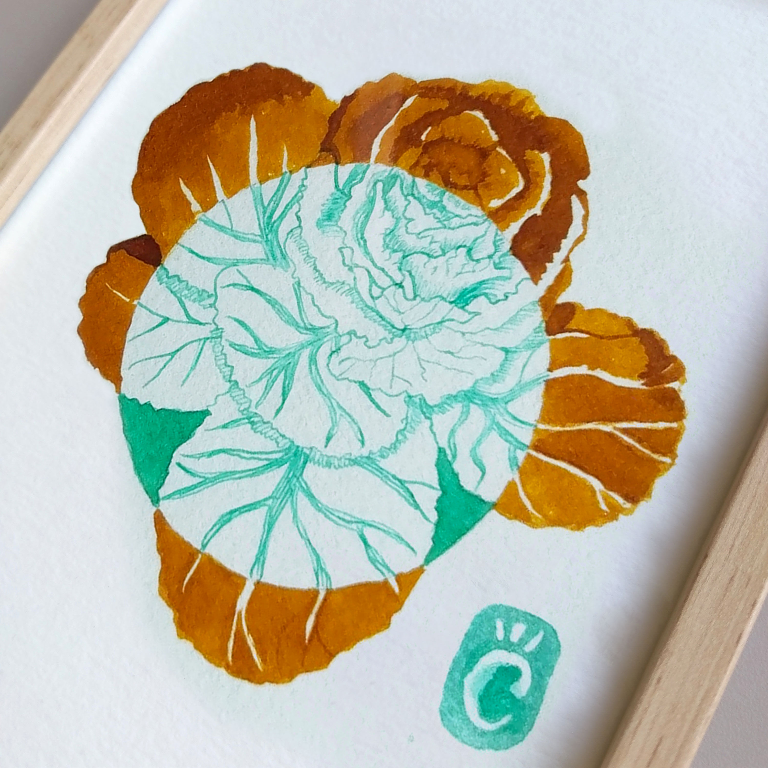 Ornamental cabbage - 13 x 18 cm - winter flower series