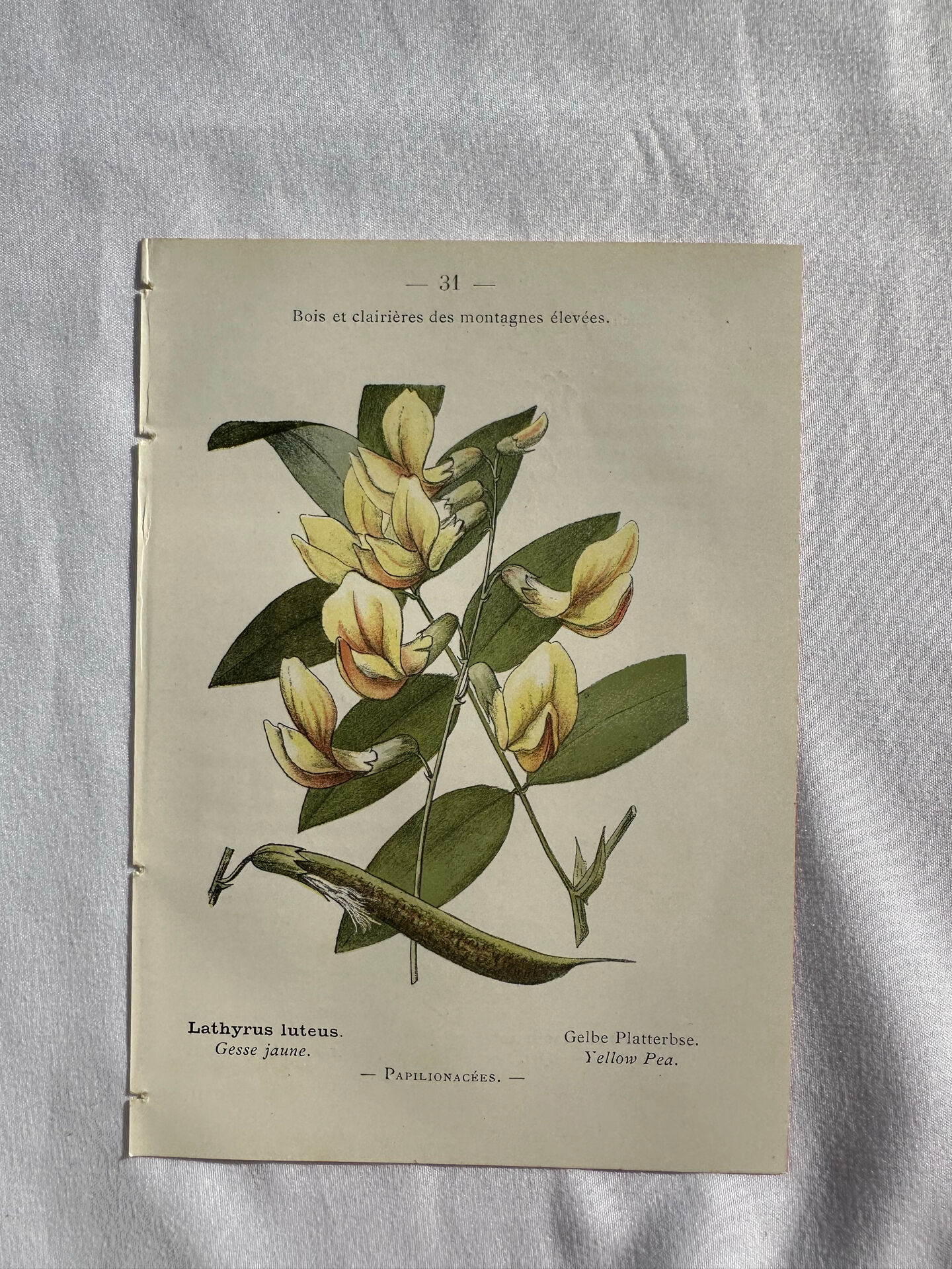 Botanical engraving French flower lithograph naturalist plate 19th century