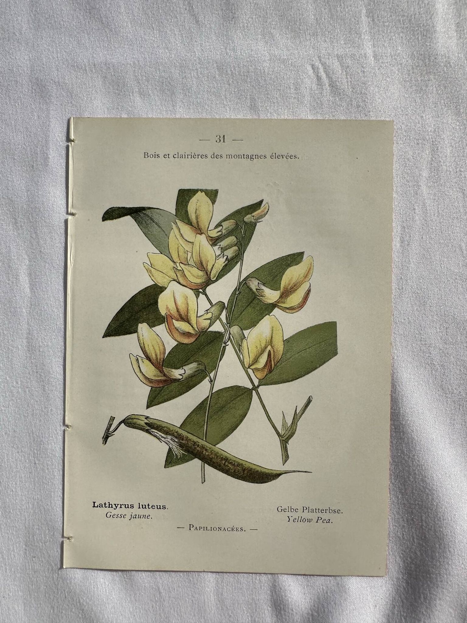 Botanical engraving French flower lithograph naturalist plate 19th century