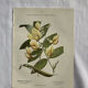 Botanical engraving French flower lithograph naturalist plate 19th century