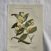 Botanical engraving French flower lithograph naturalist plate 19th century
