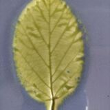 A set of two undersides of flat