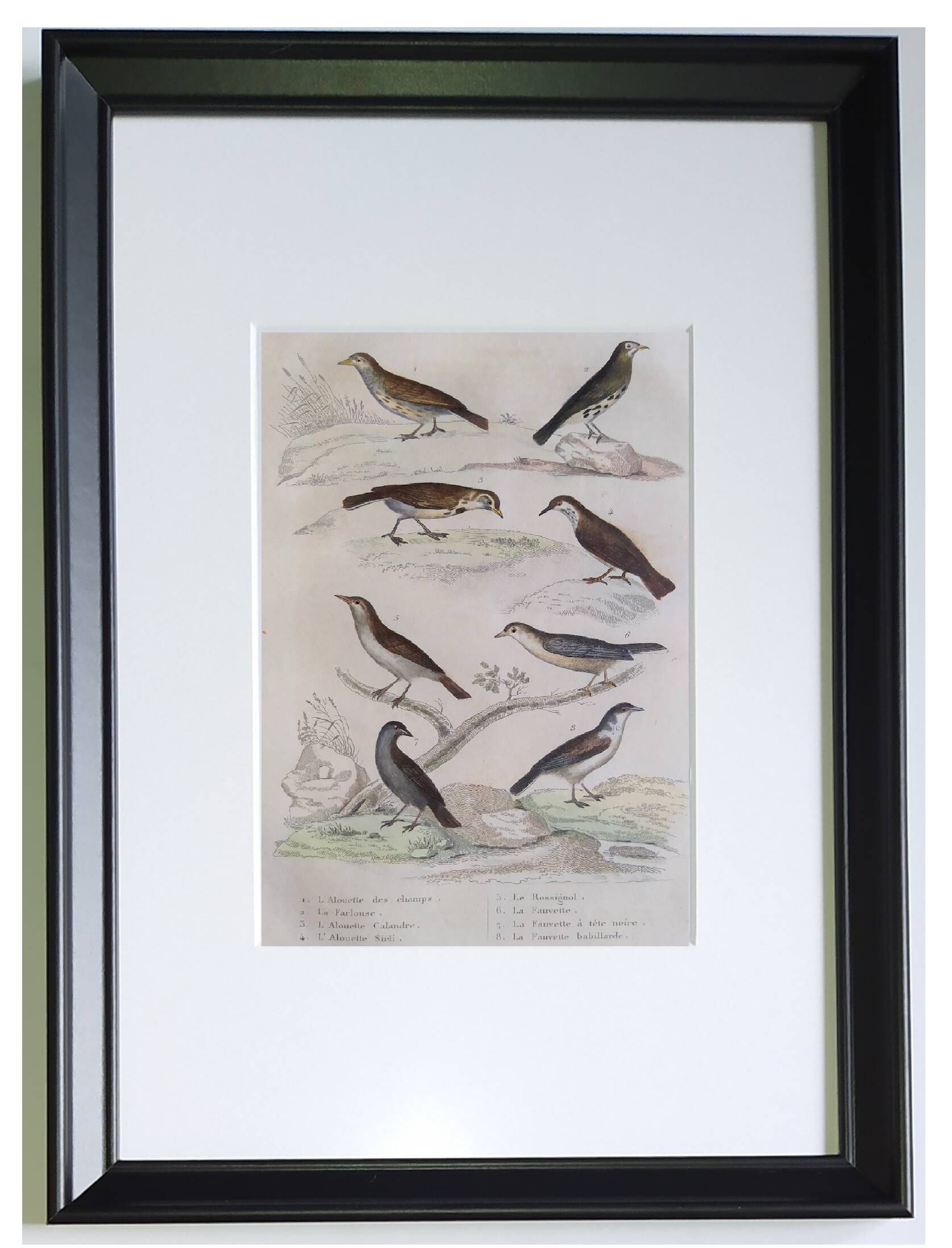 Set of 4 Ornithological plates Buffon 1838 "Lark, Quail, Tit, Troupial"