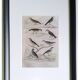 Set of 4 Ornithological plates Buffon 1838 "Lark, Quail, Tit, Troupial"