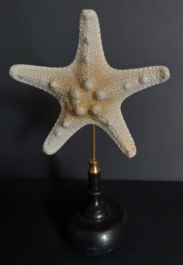 Cabinet of curiosities starfish protoreaster nodosus on pedestal