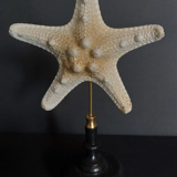 Cabinet of curiosities starfish protoreaster nodosus on pedestal