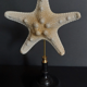 Cabinet of curiosities starfish protoreaster nodosus on pedestal