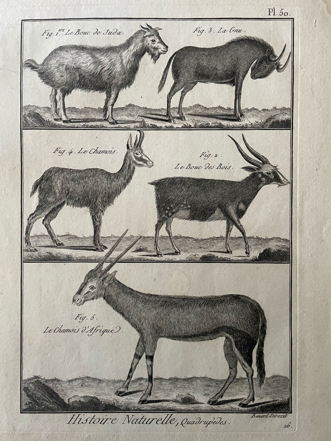 Book XVIIIth buffon, bonnaterre, natural history, quadrupeds, mammals