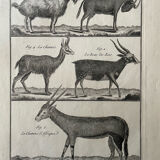 Book XVIIIth buffon, bonnaterre, natural history, quadrupeds, mammals