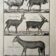 Livre XVIIIe buffon, bonnaterre, histoire naturelle, quadrupèdes, mammifères