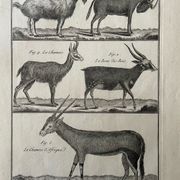 Livre XVIIIe buffon, bonnaterre, histoire naturelle, quadrupèdes, mammifères