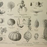 Gravure ancienne 1922, Fruits et graines, types, secs, charnus • Lithographie, illustration original