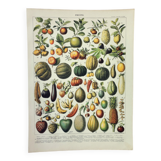 Gravure • Fruits exotiques, variétés • Affiche originale et vintage de 1898