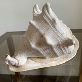 Shell horned helmet 23 cm