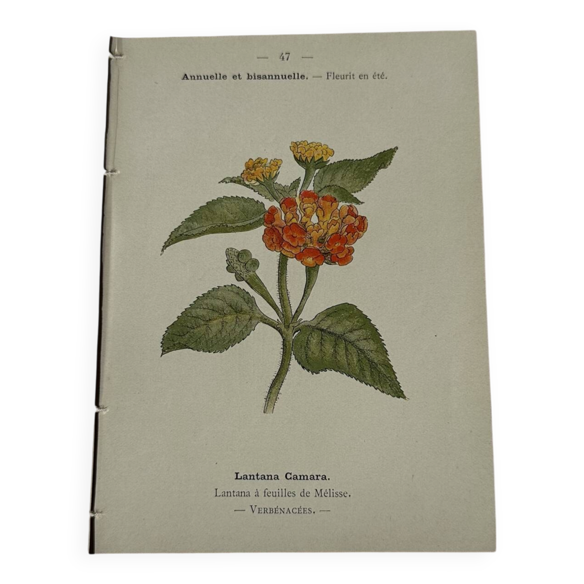 🌿 Botanical Plate Old Naturalist Engraving 19th Century Double-Sided