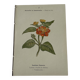 🌿 Botanical Plate Old Naturalist Engraving 19th Century Double-Sided