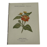 Planche Botanique Gravure naturaliste ancienne 19eme recto verso