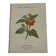 🌿 Botanical Plate Old Naturalist Engraving 19th Century Double-Sided