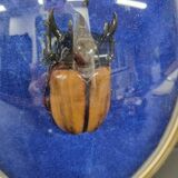 Beetle entomology box