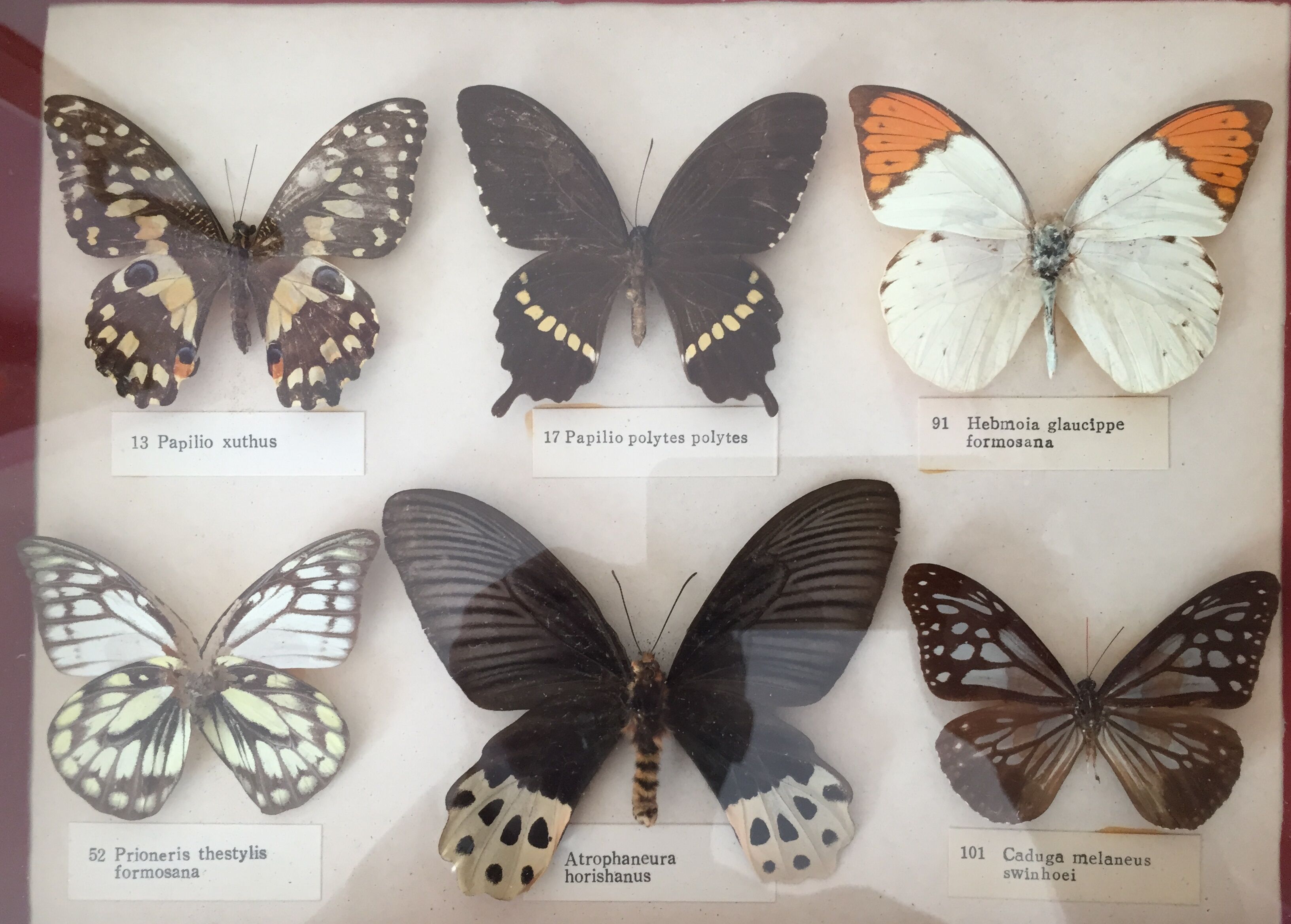 Frame of six naturalized butterflies