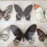 Frame of six naturalized butterflies