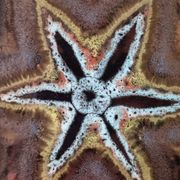 Decorative star plate ceramic Marius Giuge Vallauris