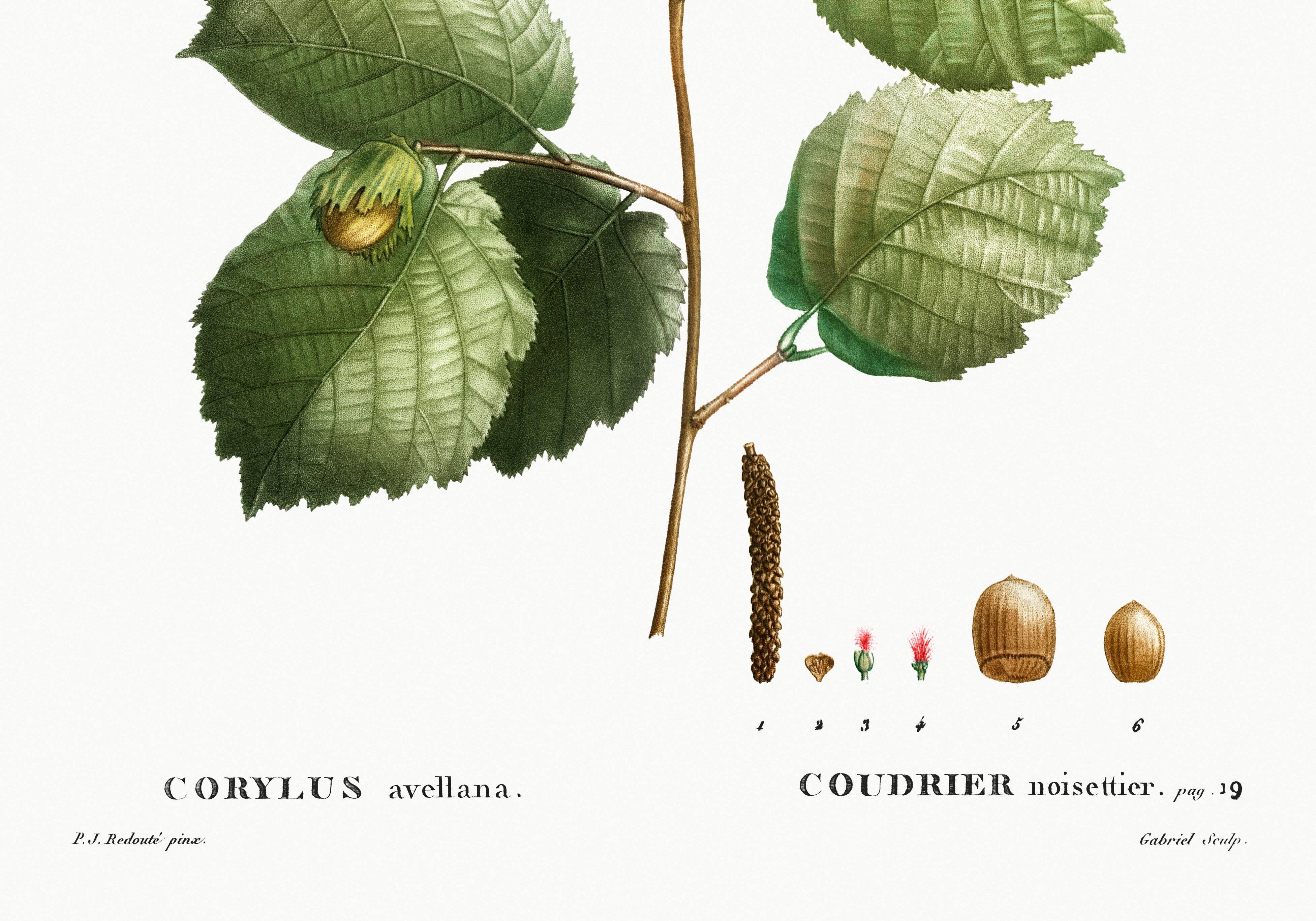 Poster about the hazel tree, based on an old engraving from 1802