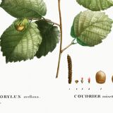 Poster about the hazel tree, based on an old engraving from 1802