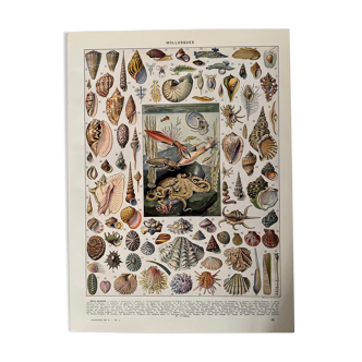Lithographie gravure sur les mollusques de 1928