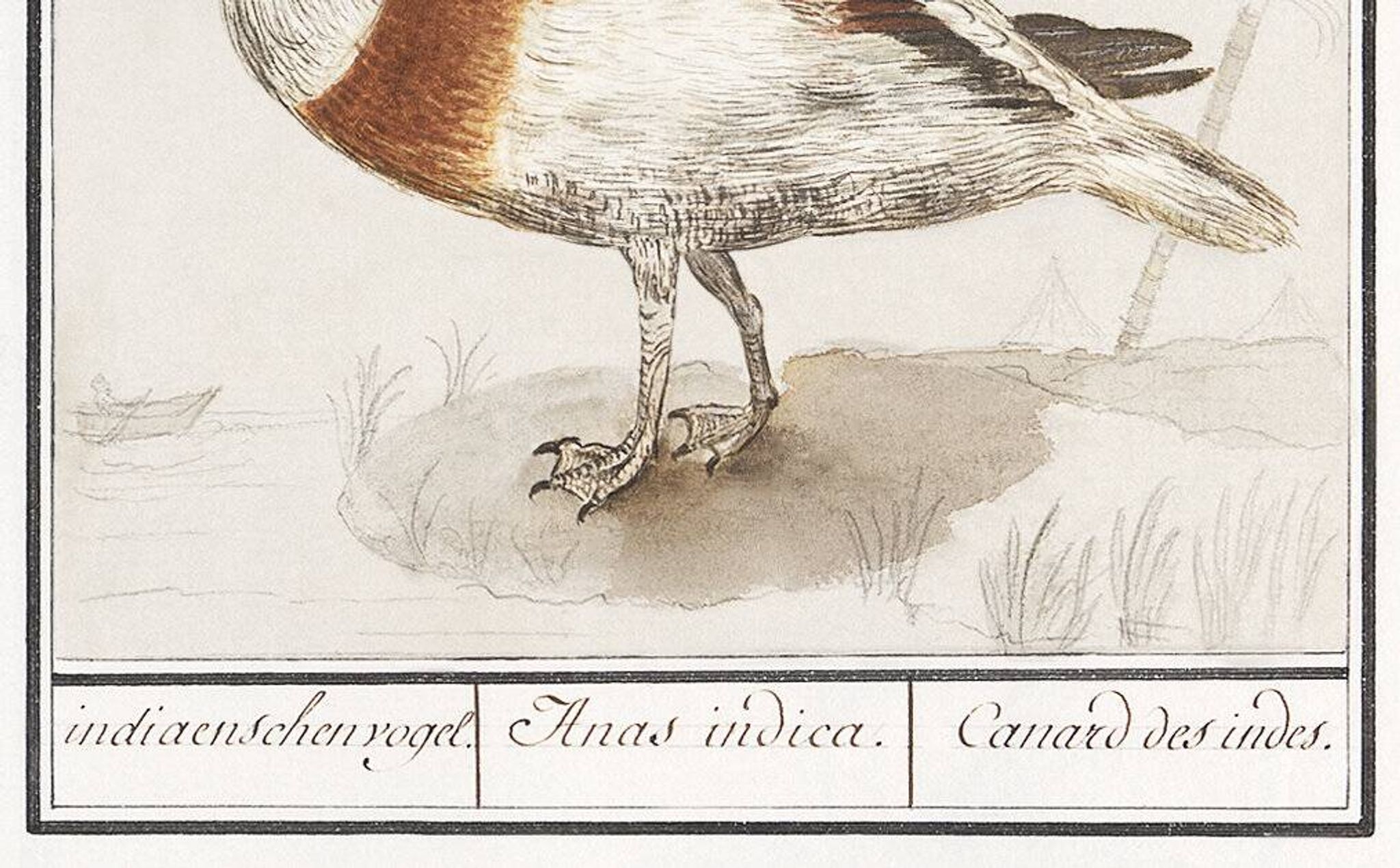 Petite affiche sur le canard coureur indien, d'après une gravure ancienne