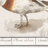 Small poster about the Indian runner duck, after an old engraving