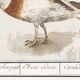 Small poster about the Indian runner duck, after an old engraving
