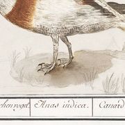 Petite affiche sur le canard coureur indien, d'après une gravure ancienne