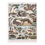 Old lithograph plate reptiles 1900
