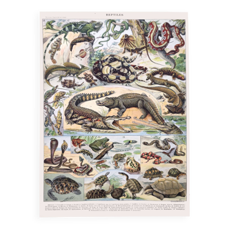 Planche lithographie ancienne les reptiles 1900