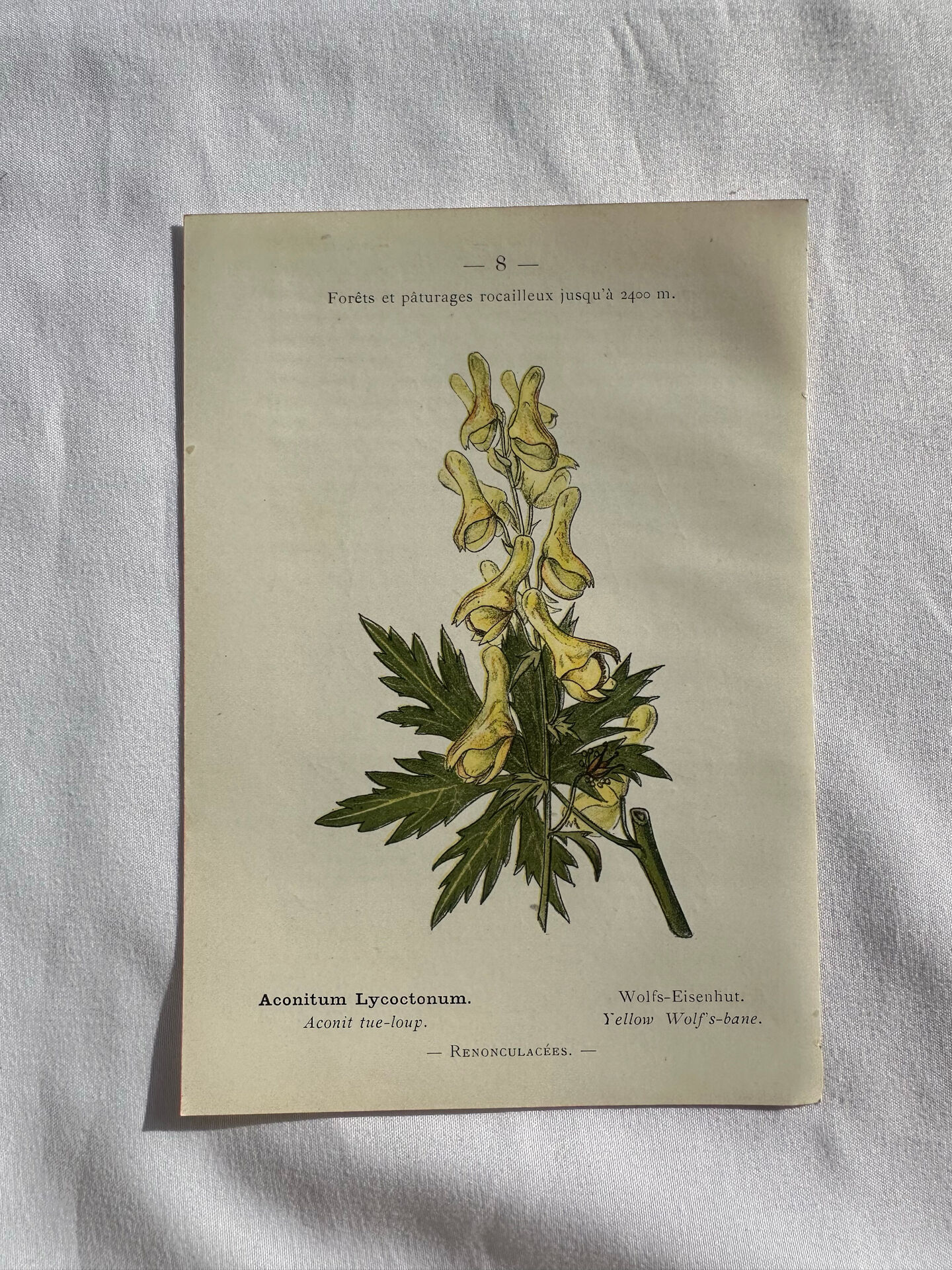 Naturalist Plate – 19th Century Botanical Engraving, Double-Sided