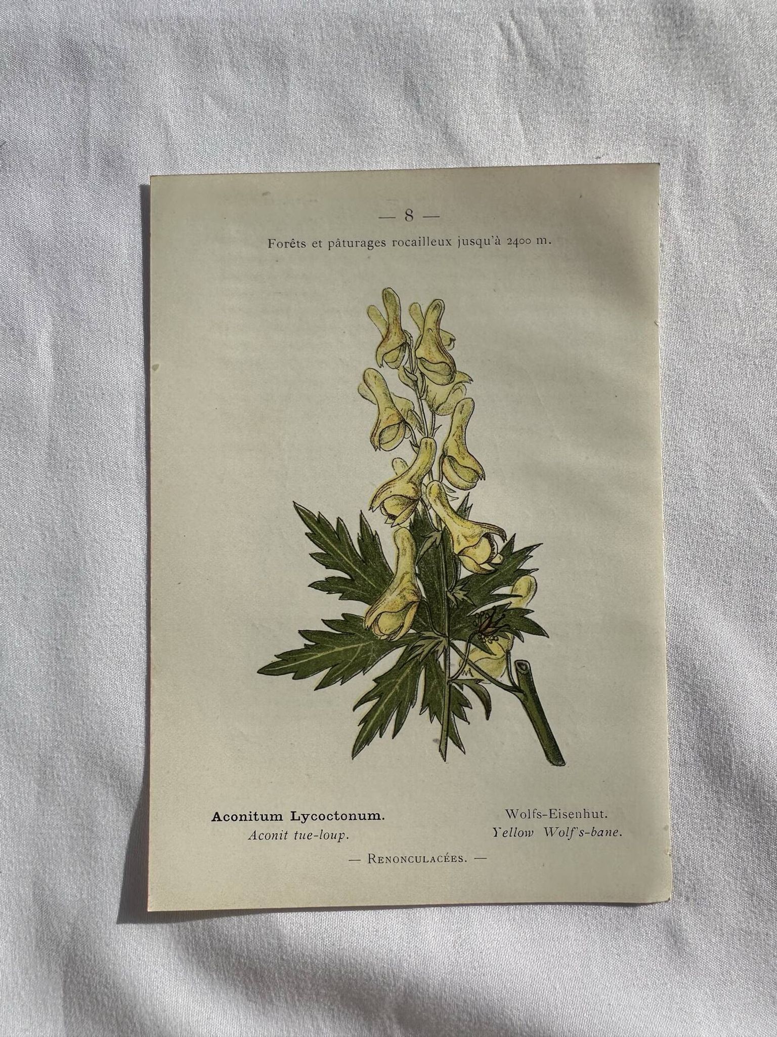 Planche Naturaliste – Gravure botanique ancienne 19eme  recto verso