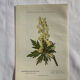 Naturalist Plate – 19th Century Botanical Engraving, Double-Sided