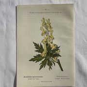 Planche Naturaliste – Gravure botanique ancienne 19eme  recto verso